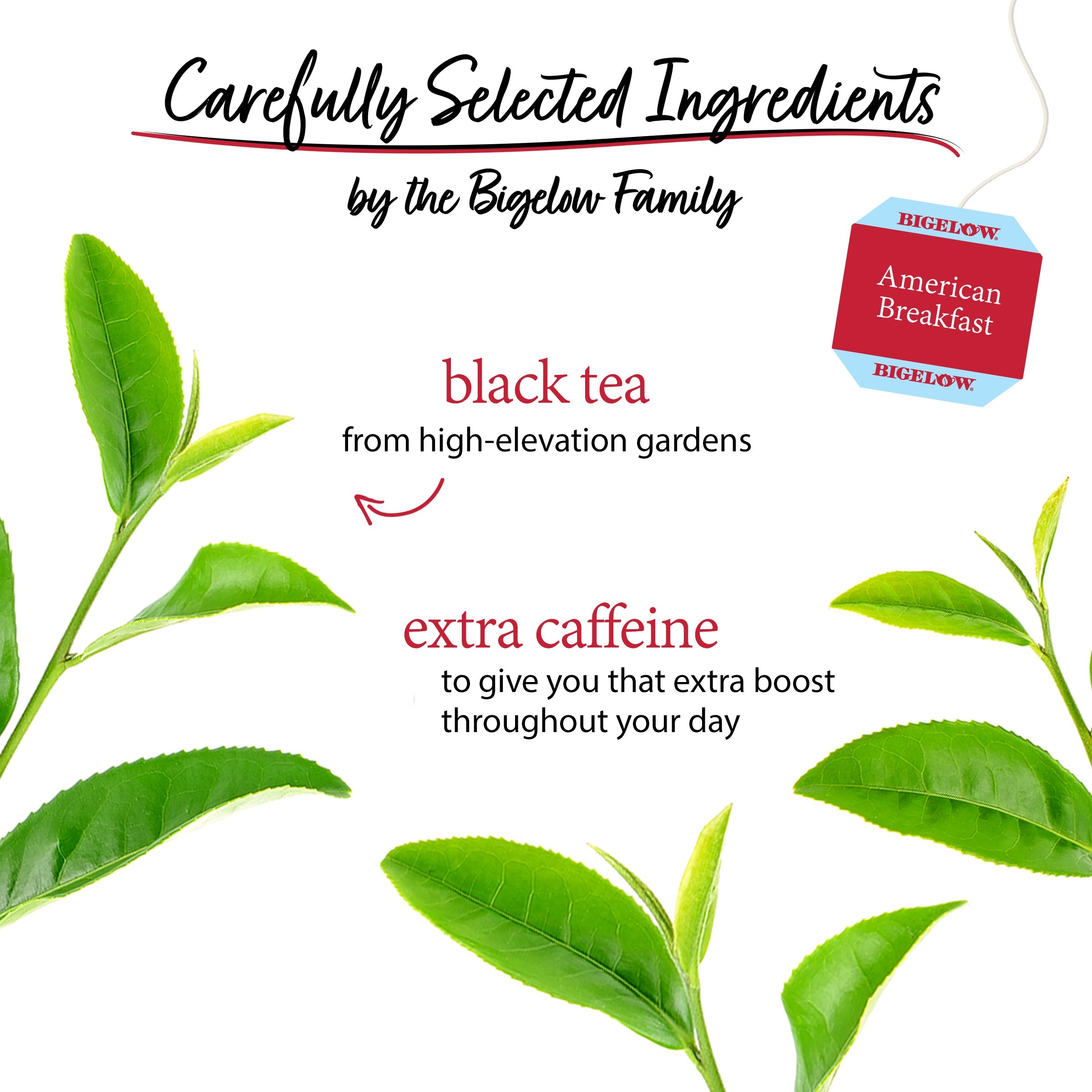 American Breakfast Black Tea