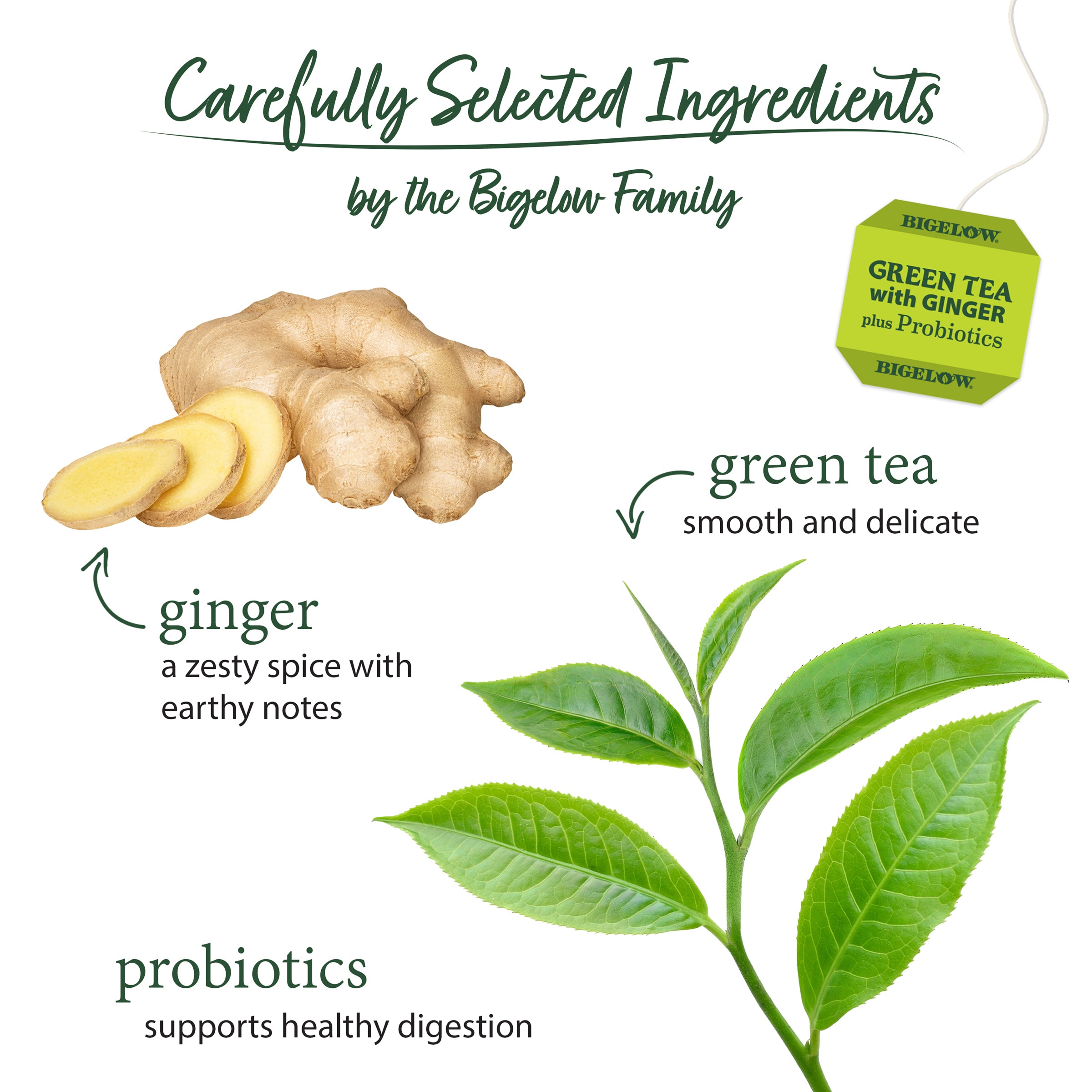 Green Tea with Ginger plus Probiotics