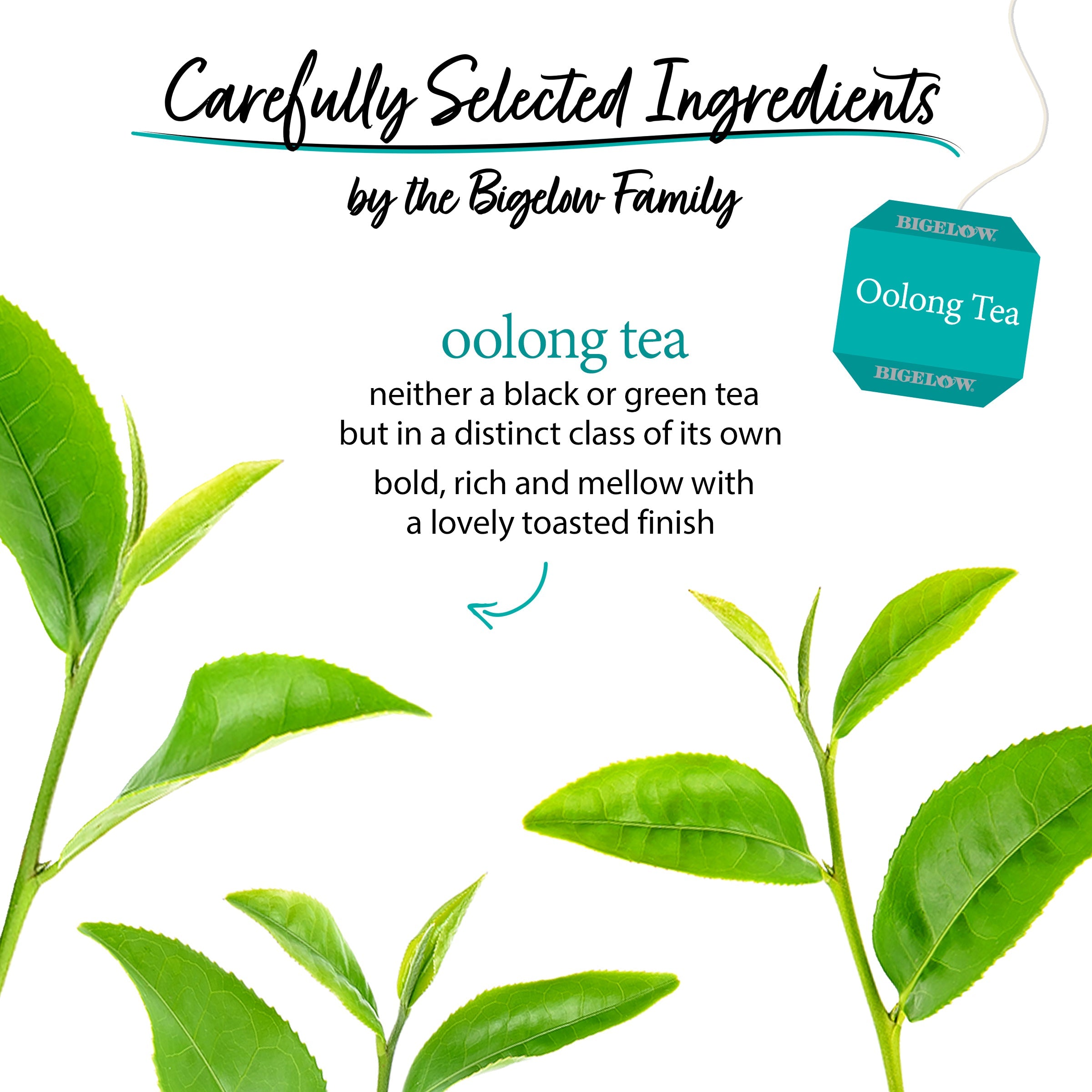 Oolong Tea